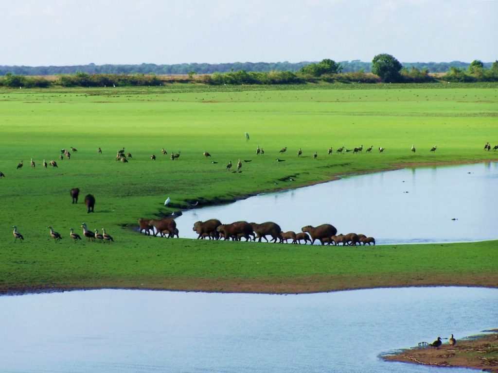 El ecoturismo puede conservar la diversidad de nuestros llanos