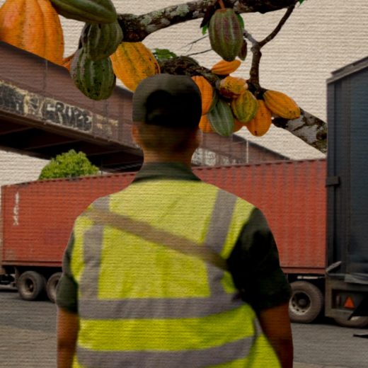 cacao robo