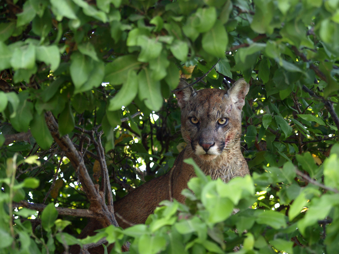 Además también Saliente Venezuela también es megadiversa por sus felinos